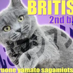 【 ブリティッシュショートヘア 】癒しのむっちりフォルム！愛されボディに成長中！