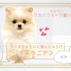 【 ポメラニアン 】もふもふ綿毛に癒されてみては？魅力たっぷりポメちゃん