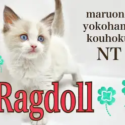 【 ラグドール 】触り心地抜群！ブルーの瞳のぬいぐるみニャンコ！