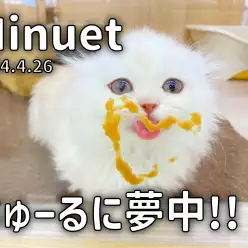 【 ミヌエット成長ログ 】ちゅーるを夢中でペロペロ！可愛いベロを刮目せよ！