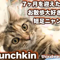 【 マンチカン 】毎日がお散歩日和!生後7ヶ月の短足ニャンコに密着!