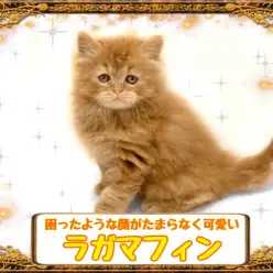 【 ラガマフィン 】ペルシャ・ラグドールの流れを汲む困り顔にゃんこ！