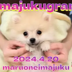 【 イマジュクグラム 】生後約4ヶ月で1kg！小さめサイズのおっとりたぬきポメ！