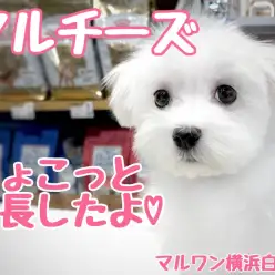 【 マルチーズ 】落ち着きと元気さを兼ね備えた純白の天使の成長記録！