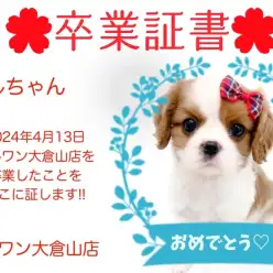 【 卒業証書 】ベルちゃん卒業おめでとう！！スタッフママより愛を込めて！