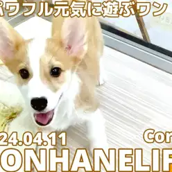 【 コーギー成長ログ 】全力全開！パワフル元気に遊ぶワン！