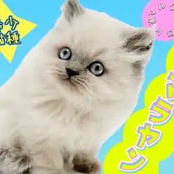 【 ヒマラヤン 】パパはICCチャンピオン猫！青い瞳の希少猫種登場！！