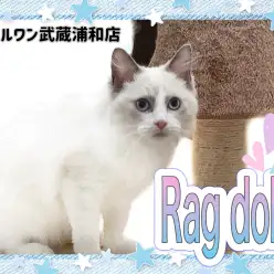 【 ラグドール 】 青い瞳のぬいぐるみ系ネコ！人気のブルーポイントバイカラー！