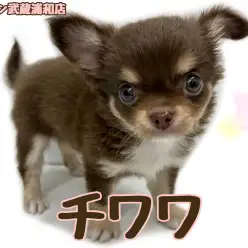 【 チワワ 】大きな瞳と短いマズルが可愛いチョコレートカラーの男の子！