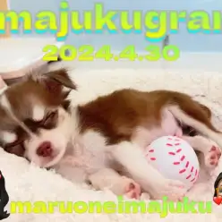 【 イマジュクグラム 】今宿店に在店中の子犬・子猫のおもしろかわいい寝顔特集！