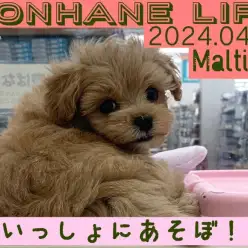 【 マルプー成長ログ 】一緒にあそぼ!カメラにドアップを仕掛けるの巻!