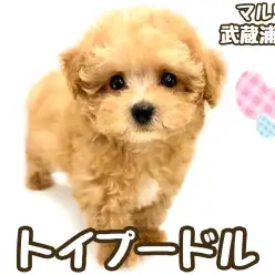 【 トイプードル 】短いマズルとタレ目が可愛い小さめサイズの男の子が埼玉に登場！