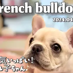 【 フレブル成長ログ 】今日も元気いっぱい！遊んだあとは爆睡するわよ！