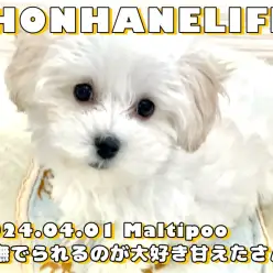 【 マルプー成長ログ 】撫でられるのが大好きな甘えたマルプーちゃん！