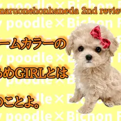 【 MIX 】生後100日を迎えた綿あめガール!ビションプーちゃんをご覧あれ!