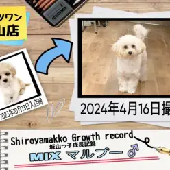 【 MIX 】 城山っ子成長報告！2024年4月23日