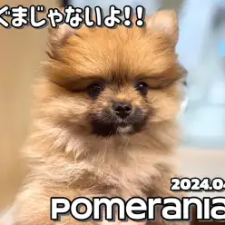 【 ポメラニアン成長ログ 】今日も全力で可愛いさMAX！オレンジポメちゃん
