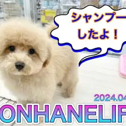 【 MIX成長ログ 】MR.Kも思わずニッコリ!可愛すぎるビションプーちゃん!