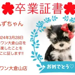 【 卒業証書 】ぽんずちゃん卒業おめでとう！！スタッフママより愛を込めて！