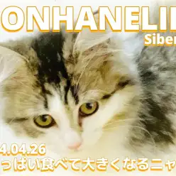 【 サイベリアン成長ログ 】毎日食欲旺盛！いっぱい食べて大きくなるニャ！