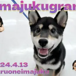 【 イマジュクグラム 】生後5ヶ月を迎えた黒柴ちゃまの全力で走る姿に密着！