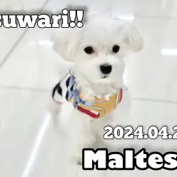 【 マルチーズ 】オスワリなんてハンドサインでできちゃうんだから〜！