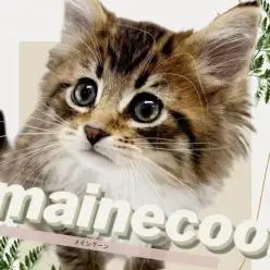 【 メインクーン 】圧倒的飼いやすさ！心優しきジェントルマンが癒しをお届け