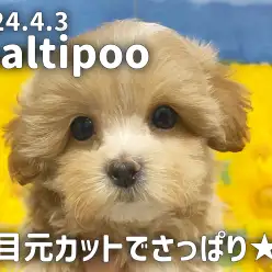 【 マルプー成長ログ 】目元カットで更に可愛さマシマシ！！