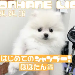 【 ポメラニアン成長ログ 】ぽぽたんはじめてのシャンプー！