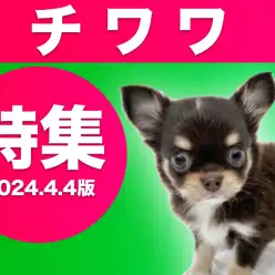 【 チワワ特集 】4/4現在在店中の世界最小犬種をご紹介！最新動画は必見！