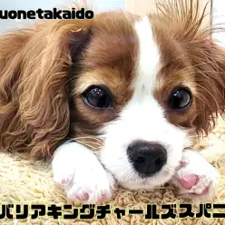 【 キャバリアキングチャールズスパニエル 】社交性抜群！温厚なブレンハイム女子！