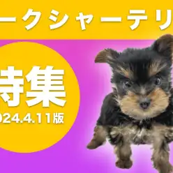 【 ヨークシャーテリア 】4/11現在在店中の美しいヨーキー！最新動画は必見！