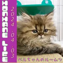 【ペルシャ成長ログ】ペルちゃんのルームツアーだにゃ!