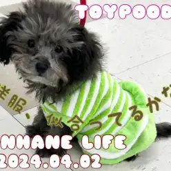 【トイプードル成長ログ】かわいいお洋服でトレーニングしたよ!