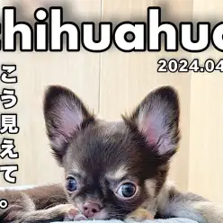 【 チワワ成長ログ 】今日も筋トレに励むのは誰だ？！小さな力持ち！