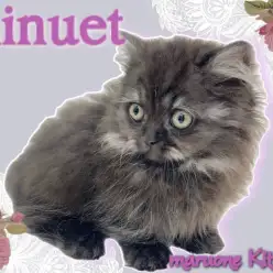 【 ミヌエット 】滅多に出会えない！？洗練された究極の美猫が登場！