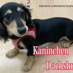 【 カニンヘンダックスフント 】ヘソ天王子だっちゃん生後5ヶ月の今