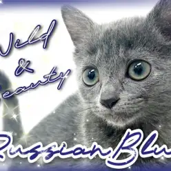 【 ロシアンブルー 】スタイリッシュブルーと甘々な生活はいかがですか？