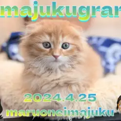 【 イマジュクグラム 】眠気に勝てない無防備なスコティッシュちゃまを激写!