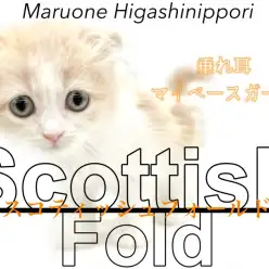 【 スコティッシュフォールド 】のんびり女子のマイペースな毎日を一緒に。