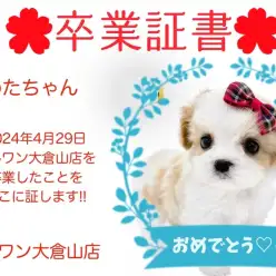 【卒業証書】まめたちゃん卒業おめでとう！！スタッフママより愛を込めて！