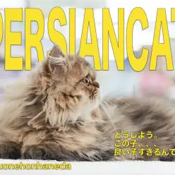 【 ペルシャ 】生後4ヶ月を迎えた、誰もが認める究極のアイドル ペルちゃんの現在に迫る!