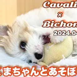 【 キャバション成長ログ 】今日のボクの遊び相手はクマちゃんなんだワン！