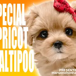 【 マルプー 】極上アプリコットカラーが自慢のハーフ美女がマルワン本羽田店に登場