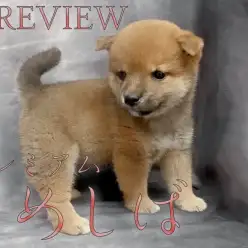 【 豆柴 】両親体重5.0kg！待望のプレミアム豆柴降臨！！