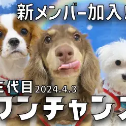 【 三代目ワンチャンズ 】新メンバーのきゃばりんが仲間入り！