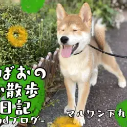 【 柴犬 】愛らしさ満載！とある日の朗らかお散歩風景～2ndブログ～