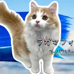 【 ラガマフィン 】生後5ヶ月!スーパー優等生ラガくん、心も身体も大きく成長中!