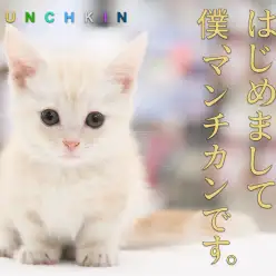 【 短足マンチカン 】東京ナンバーワンの美しい被毛!クリームマンチの登場だい!