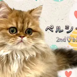 【 ペルシャ 】生後5ヶ月半を迎えたペーちゃん！懐っこく友好的に育っています！